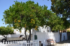Every site had an orange tree.