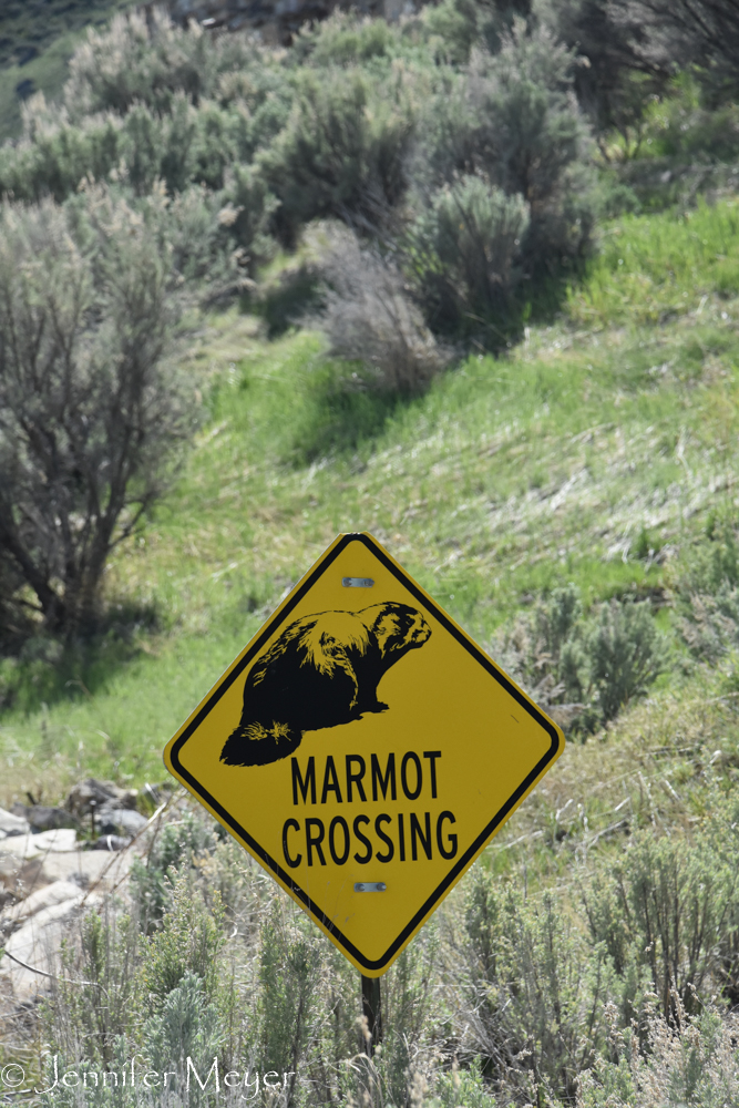 We didn't see a marmot.