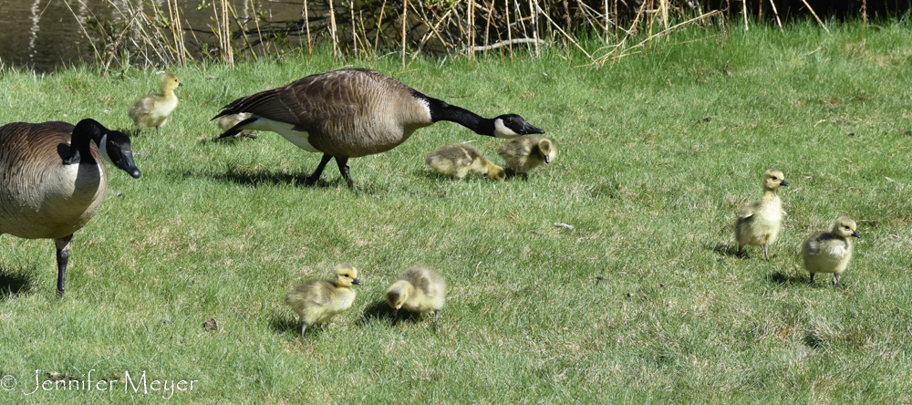 So many of them in the park.