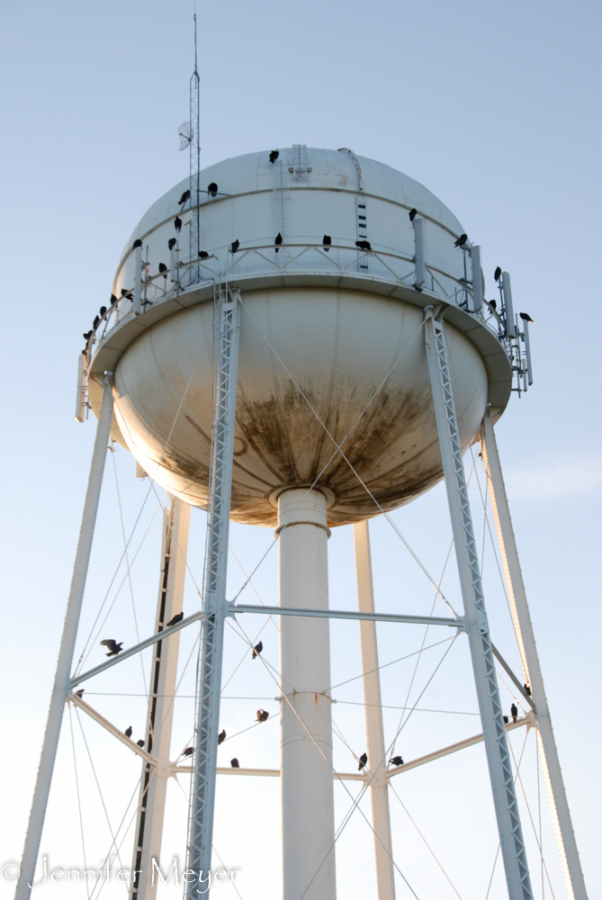 Crows watching the sunset from the water tower.