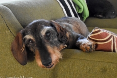 Their older dog, Archie.
