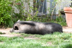 Another neighbor has a large pig in their yard.