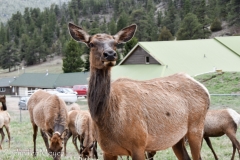On the drive home, this elk stopped us in the road.
