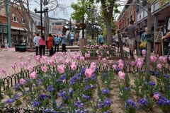 The mall was filled with tulips.