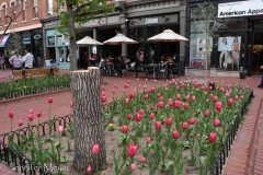 So many tulips!