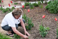 We dug a few weeds to help out.