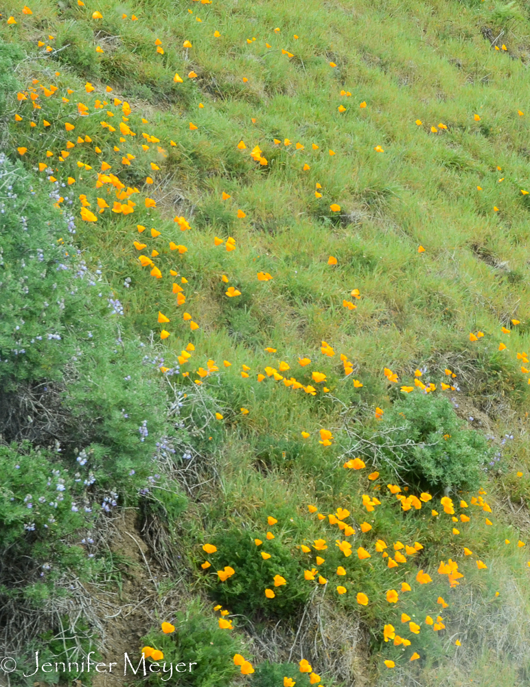 I love the California Poppies.
