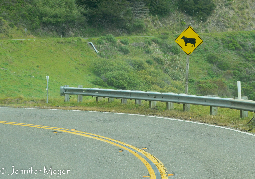Look out for cows.