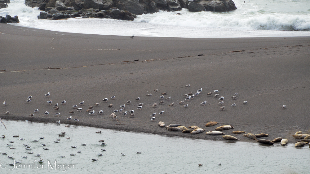 At last, the beach at Jenner.