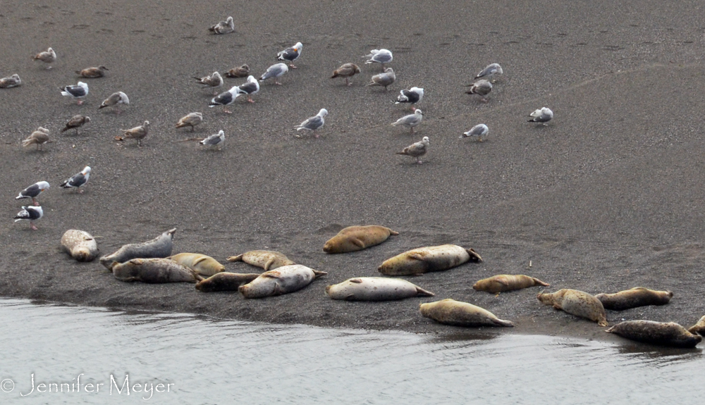 Seals and gulls, just chillin'.