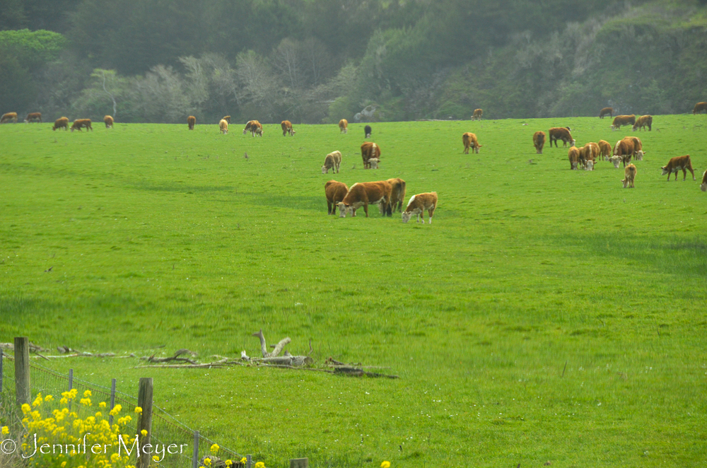Cows contained by fences.