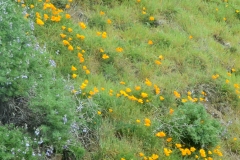 I love the California Poppies.