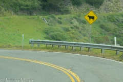Look out for cows.