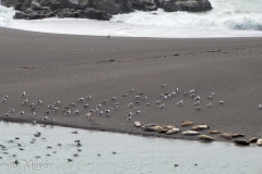 At last, the beach at Jenner.