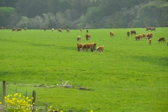 Cows contained by fences.