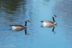 These geese swam across the lake to investigate Gypsy.