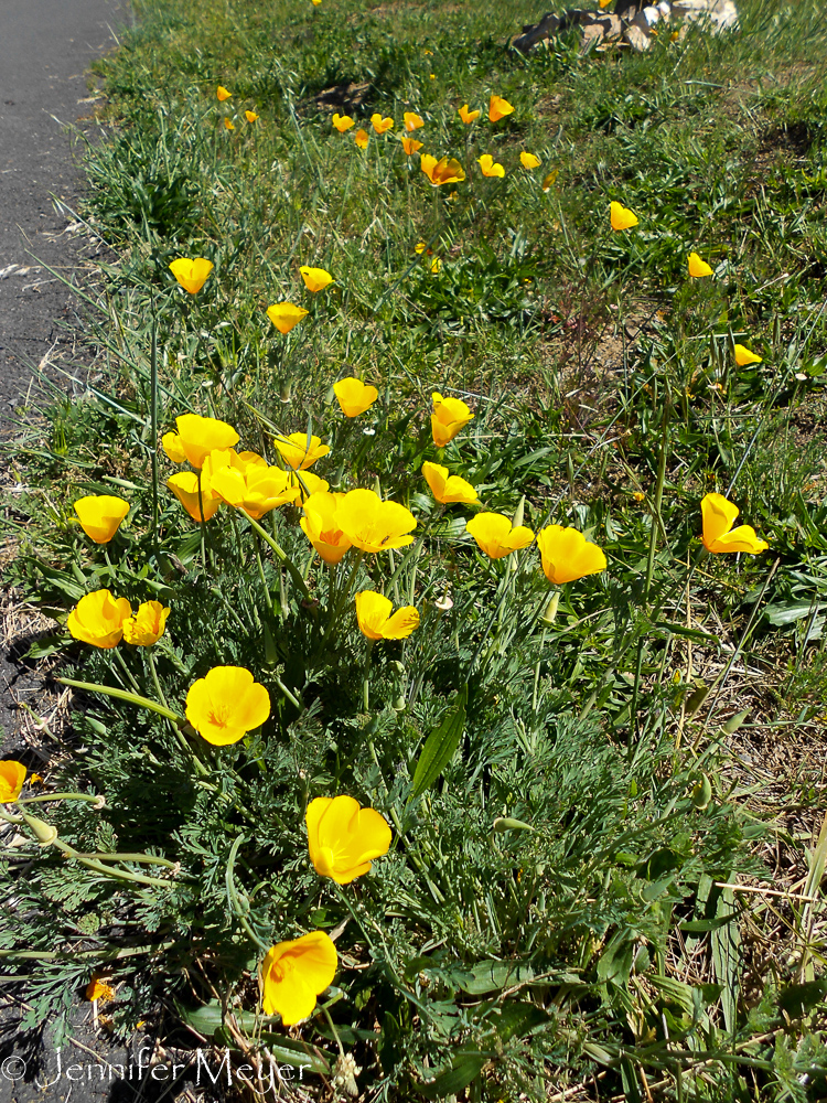 California poppies.