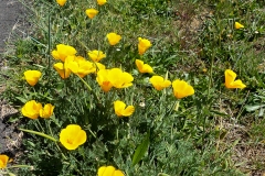 California poppies.