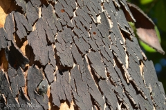 Madrone bark.