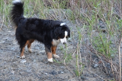 Bella liked to eat the bushes.