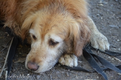 Bailey got just a little dirty.