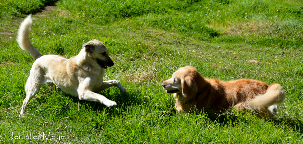Shea and Bailey had a little romp.