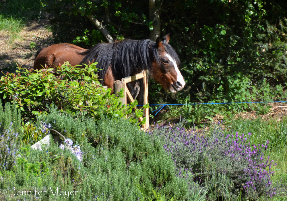 Aria in her pasture.