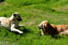 Shea and Bailey had a little romp.