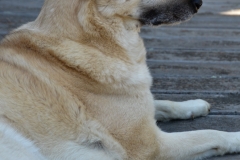 Shea and Bailey had met years ago when Ray visited Eugene, butr I don't think they remembered.