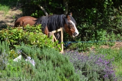 Aria in her pasture.