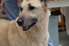 Ray and Shea seem very happy there.