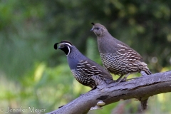 On the drive home, some quail.