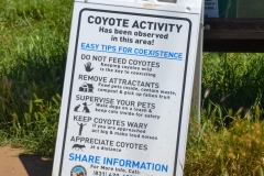 We didn't see any coyotes.