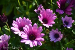 Karyn is an avid gardener.