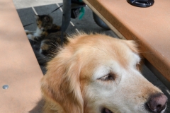 Bailey waits for crumbs.