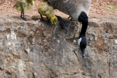 Leaping lessons.