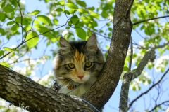 Gypsy was happy to see Dad's dogwood tree again.