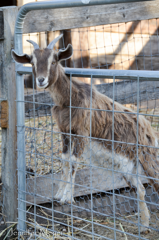 Hungry goat.