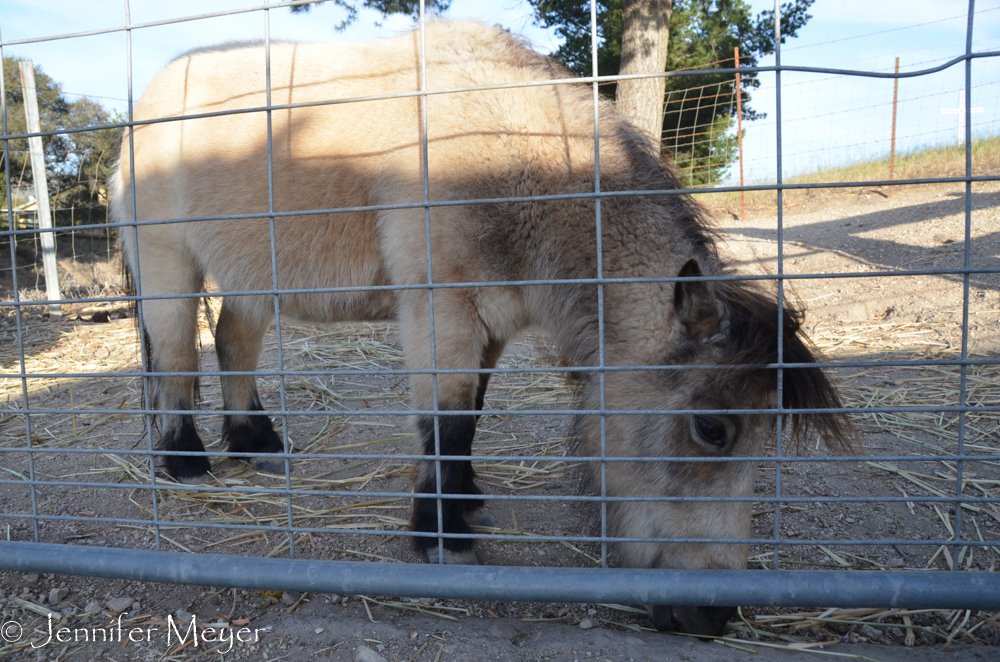 Miniature horse.