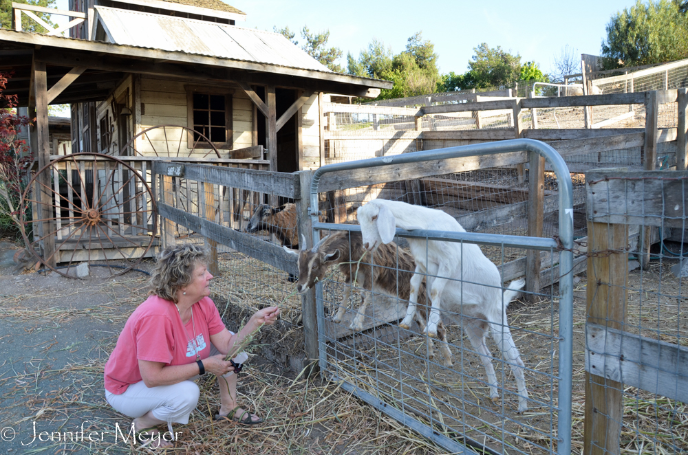 Kate fed them some straw.