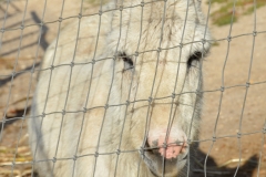 A white burro.