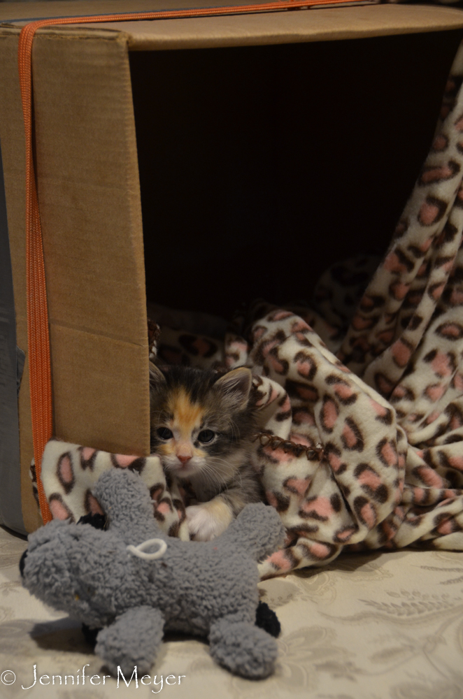 Gypsy did just fine on her own.