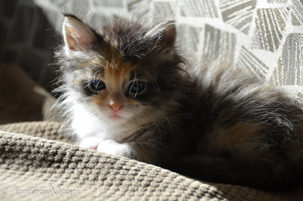 Enjoying the sun from inside.