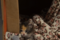 Gypsy did just fine on her own.