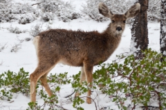 Fawn in the snow.