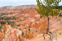 The pinon pine tree has crazy roots.