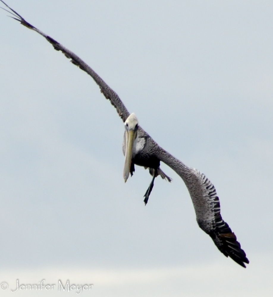 Pelicans were fishing.