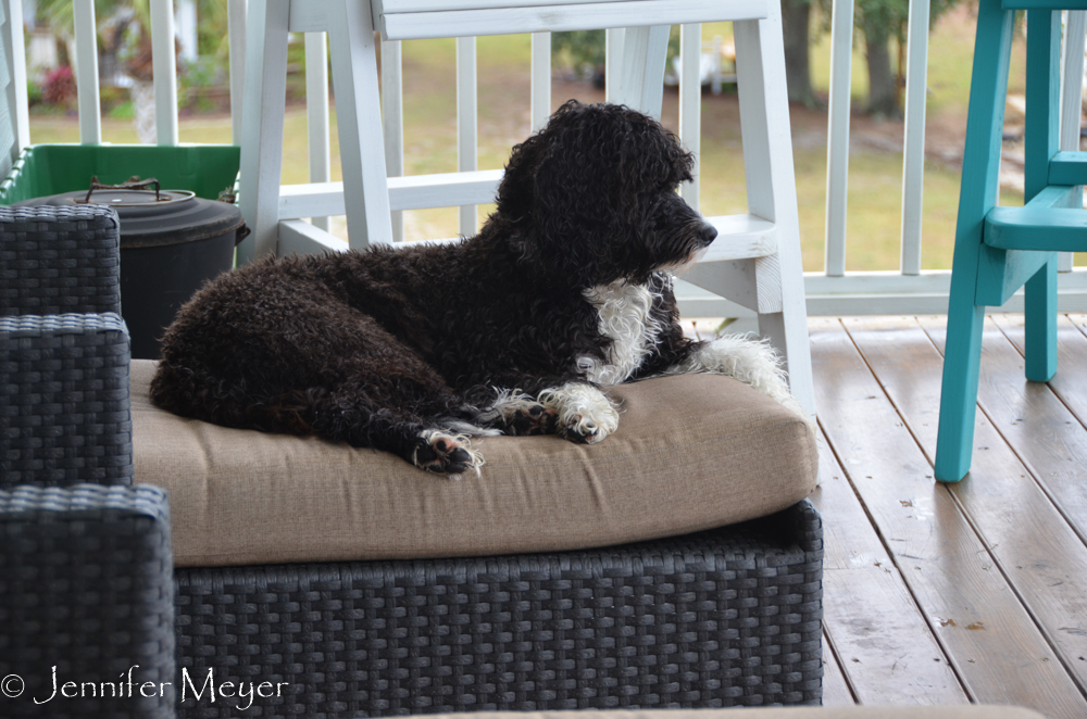 Their sweet Portuguese Water Dog, Maysea.