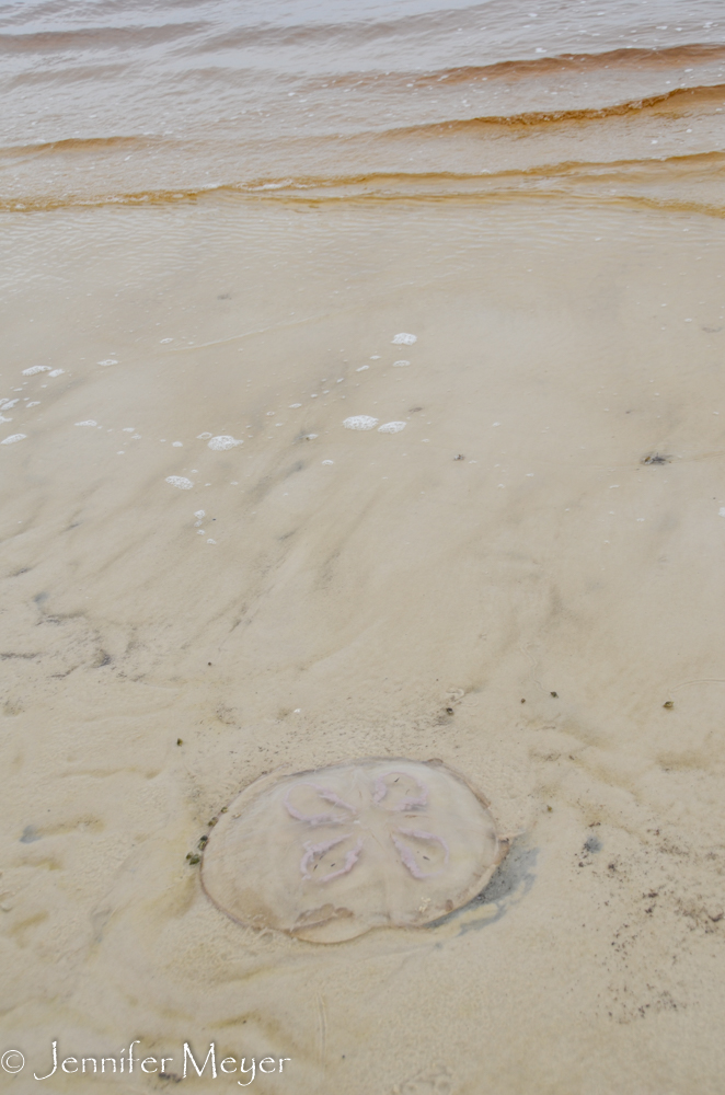 Lots of jellyfish.