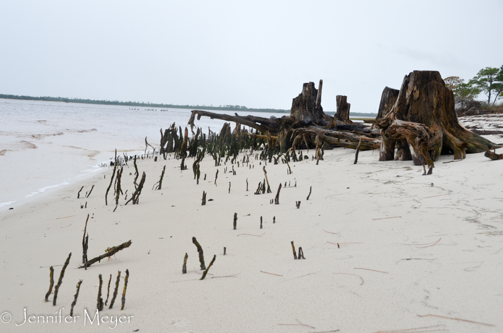 Tree roots in the sand.